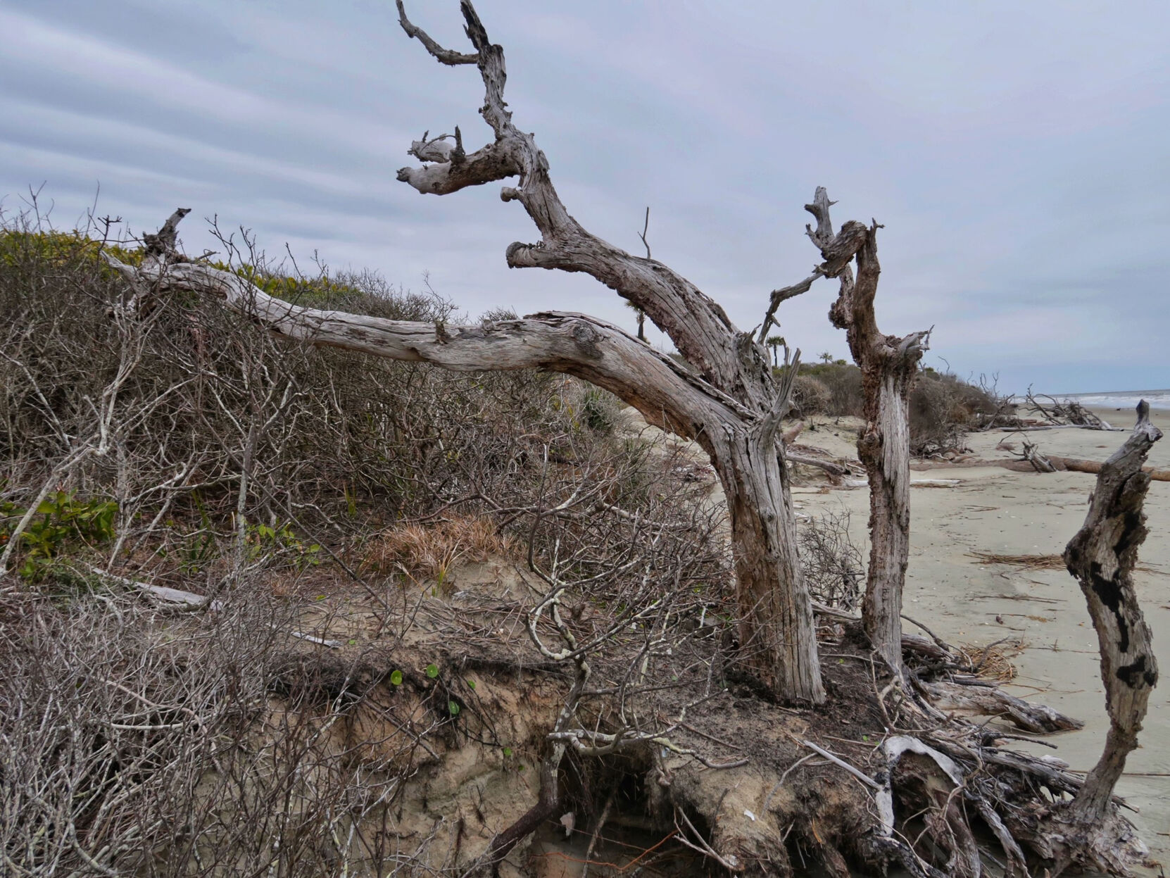 Wild beachfront